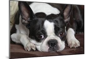 Boston Terrier-null-Mounted Photographic Print