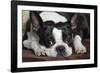 Boston Terrier-null-Framed Photographic Print