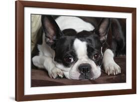 Boston Terrier-null-Framed Photographic Print