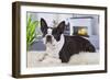 Boston Terrier-null-Framed Photographic Print