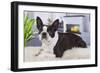 Boston Terrier-null-Framed Photographic Print