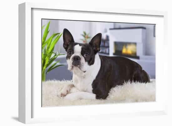 Boston Terrier-null-Framed Photographic Print