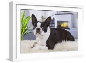 Boston Terrier-null-Framed Photographic Print