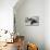 Boston Terrier-null-Mounted Photographic Print displayed on a wall