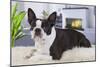 Boston Terrier-null-Mounted Photographic Print