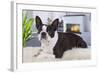 Boston Terrier-null-Framed Photographic Print