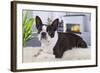 Boston Terrier-null-Framed Photographic Print