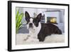 Boston Terrier-null-Framed Photographic Print