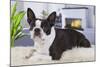 Boston Terrier-null-Mounted Photographic Print