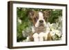 Boston Terrier-null-Framed Photographic Print