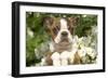 Boston Terrier-null-Framed Photographic Print