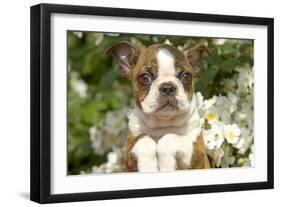 Boston Terrier-null-Framed Photographic Print