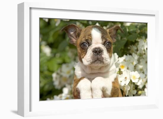 Boston Terrier-null-Framed Photographic Print