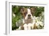 Boston Terrier-null-Framed Photographic Print