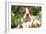 Boston Terrier-null-Framed Photographic Print