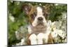 Boston Terrier-null-Mounted Photographic Print