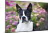 Boston Terrier-null-Mounted Photographic Print