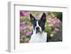 Boston Terrier-null-Framed Photographic Print