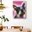 Boston Terrier-Dean Russo-Stretched Canvas displayed on a wall