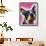 Boston Terrier-Dean Russo-Framed Premium Giclee Print displayed on a wall