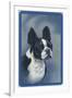 Boston Terrier-null-Framed Art Print