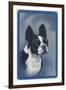 Boston Terrier-null-Framed Art Print