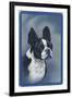 Boston Terrier-null-Framed Art Print