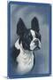 Boston Terrier-null-Mounted Art Print