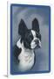 Boston Terrier-null-Framed Art Print