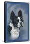 Boston Terrier-null-Framed Stretched Canvas