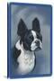 Boston Terrier-null-Stretched Canvas