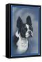 Boston Terrier-null-Framed Stretched Canvas