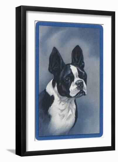 Boston Terrier-null-Framed Art Print