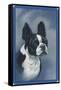 Boston Terrier-null-Framed Stretched Canvas