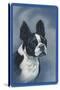 Boston Terrier-null-Stretched Canvas