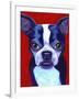 Boston Terrier-Corina St. Martin-Framed Giclee Print