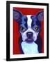 Boston Terrier-Corina St. Martin-Framed Giclee Print