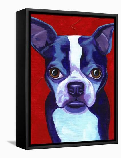 Boston Terrier-Corina St. Martin-Framed Stretched Canvas