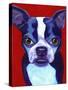 Boston Terrier-Corina St. Martin-Stretched Canvas