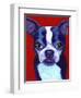 Boston Terrier-Corina St. Martin-Framed Premium Giclee Print