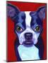 Boston Terrier-Corina St. Martin-Mounted Premium Giclee Print