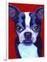 Boston Terrier-Corina St. Martin-Framed Premium Giclee Print