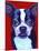 Boston Terrier-Corina St. Martin-Mounted Premium Giclee Print