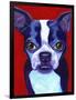 Boston Terrier-Corina St. Martin-Framed Premium Giclee Print