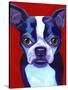 Boston Terrier-Corina St. Martin-Stretched Canvas