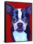 Boston Terrier-Corina St. Martin-Framed Stretched Canvas