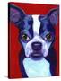 Boston Terrier-Corina St. Martin-Stretched Canvas