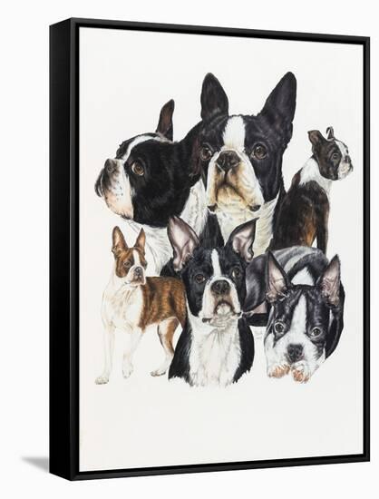 Boston Terrier-Barbara Keith-Framed Stretched Canvas