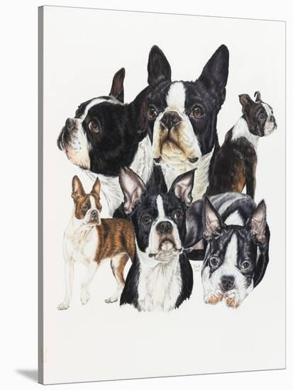 Boston Terrier-Barbara Keith-Stretched Canvas