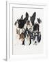 Boston Terrier-Barbara Keith-Framed Giclee Print